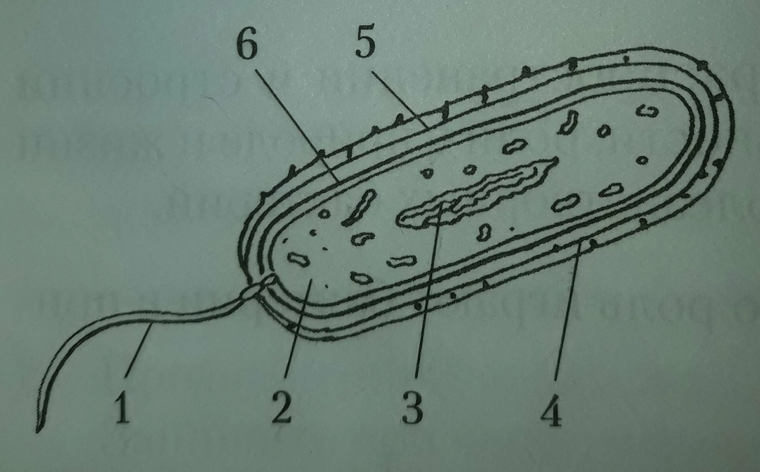 Строение клетки бактерии рисунок. Строение бактериальной клетки. Строение бактериальной клетки без подписей. Строение бактериальной клетки 11 класс биология. Строение бактериальной клетки 6 класс биология рисунок.