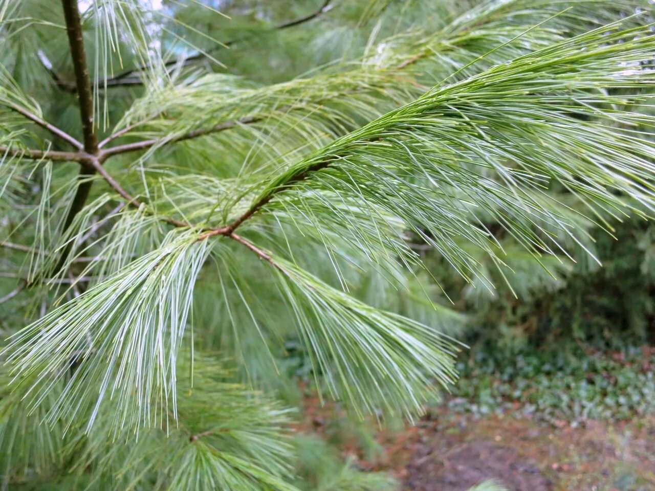 Pinus strobus. Сосна веймутова pinus strobus. сосна веймутова стробус. pinus strobus (сосна веймутова) &#039;radiata&#039;. сосна веймутова (pinus strobus br 15-25 2 1).