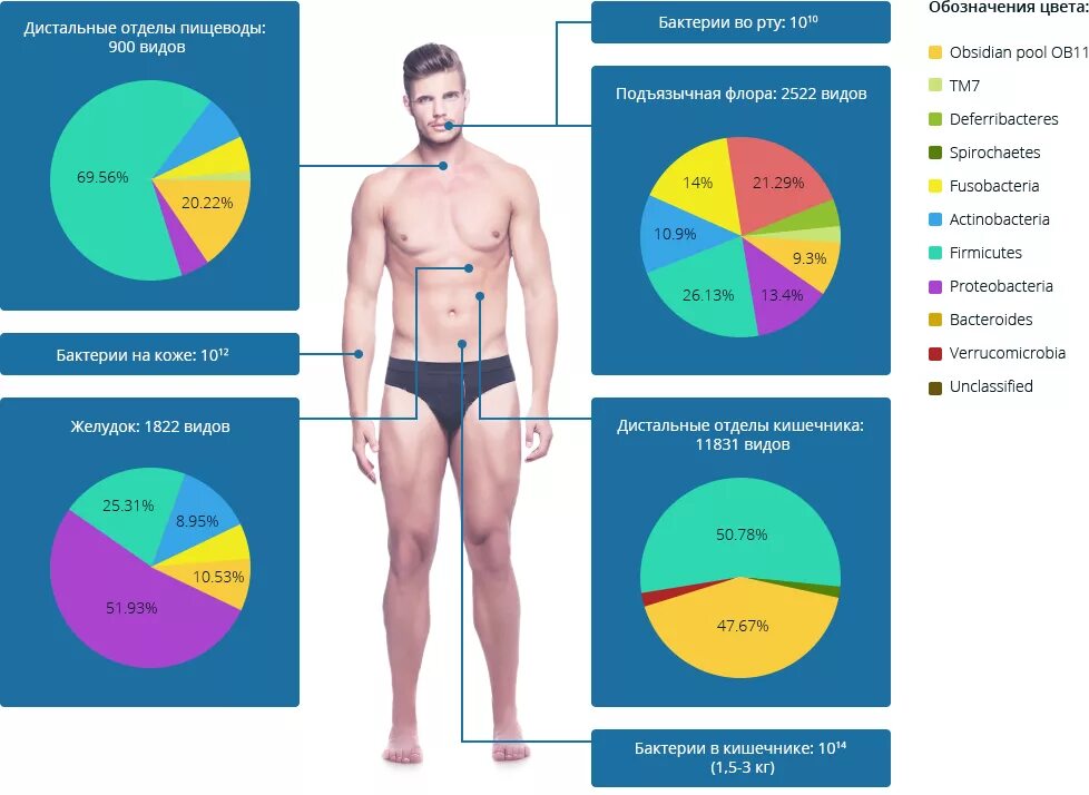 стоимость человеческих органов. обновление клеток в организме человека. бактерии в человеческом организме. сколько стоит человек. расценка человеческих органов в россии.