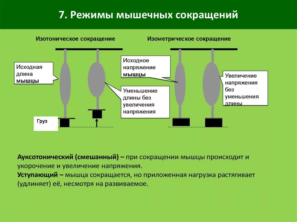 Изометрический и изотонический режим сокращения мышц. Изотонический режим деятельности мышц. Режимы сокращения мышц физиология. Изометрическое сокращение мышц.