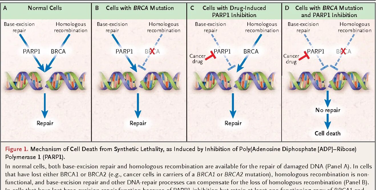 Парп 1. Схема BRCA PARP. BRCA мутация. Мутация генов brca1 и brca2. Мутация PARP.
