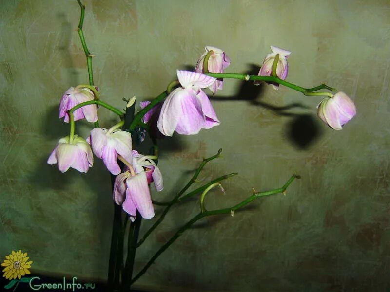 Фаленопсис повяли цветы. Фаленопсис цветы вянут. Орхидея завяла. Увядающая Орхидея.