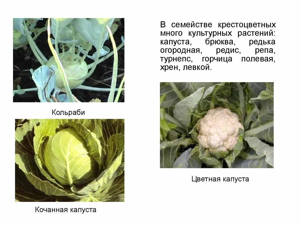 Крестоцветного растения капусты огородной