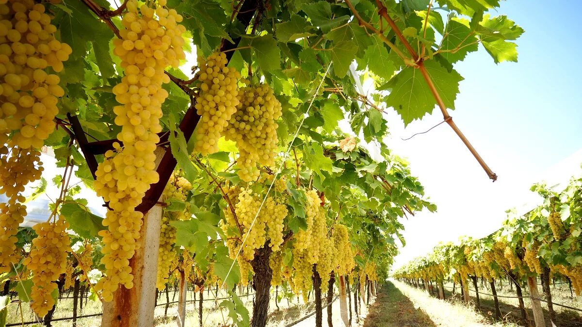 виноград киш миш красный. Uzum market реклама. Uzum market логотип. виноград хусайни узбекистан. узум маркет.