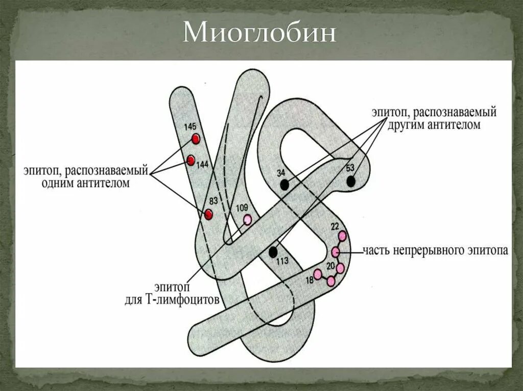 Какова функция миоглобина. Миоглобин структура и функции. Строение и функции миоглобина. Строение гема миоглобина. Строение молекулы белка миоглобина.