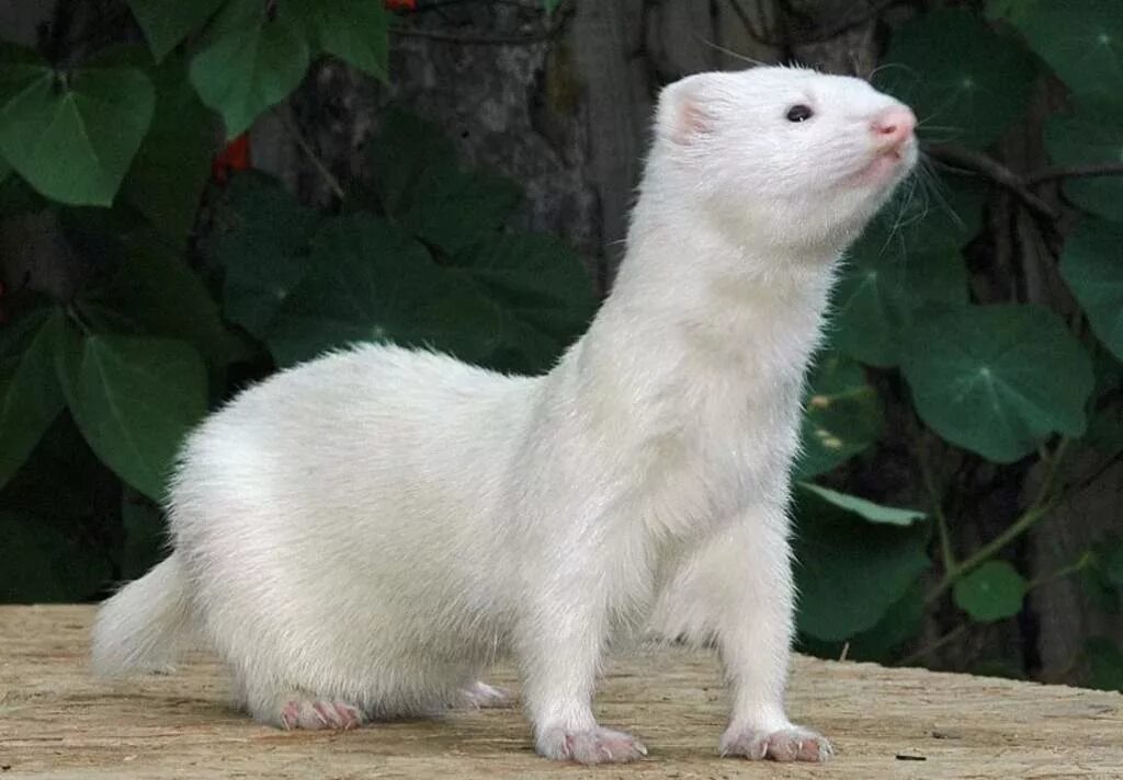 хорек альбинос. хорек альбинос. хорек альбинос. хорек беленький. хорёк фретка белый.