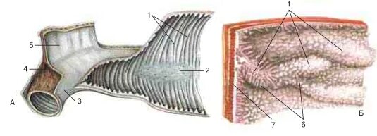 Вырост слизистой оболочки. Пейеровы бляшки в кишечнике. Складки слизистой тонкой кишки. Тонкая кишка анатомия латинский. Складки тонкая кишка анатомия.