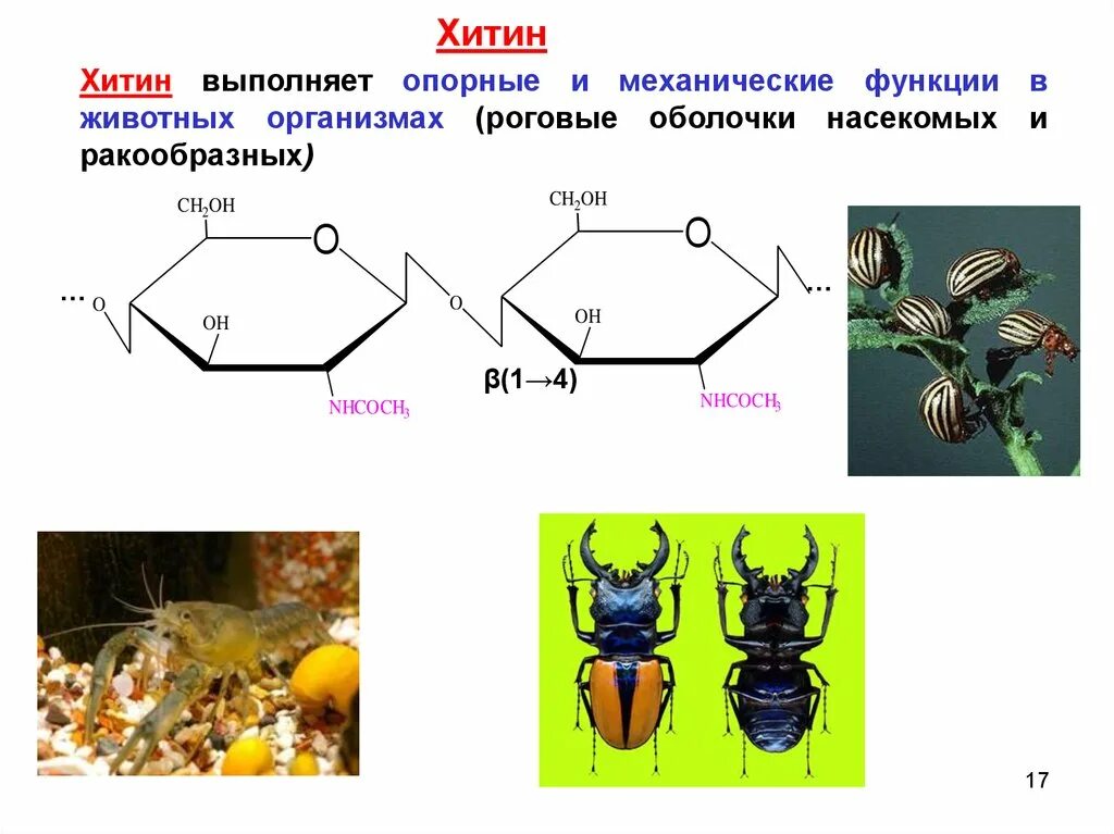 Клетка состоит из хитина. Хитин строение и функции. Хитин роль в организме человека. Хитин природный полимер. Биологическая роль хитина в организме.