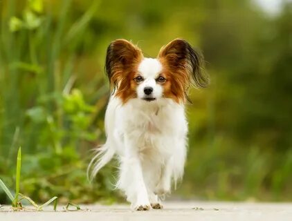 De papillon