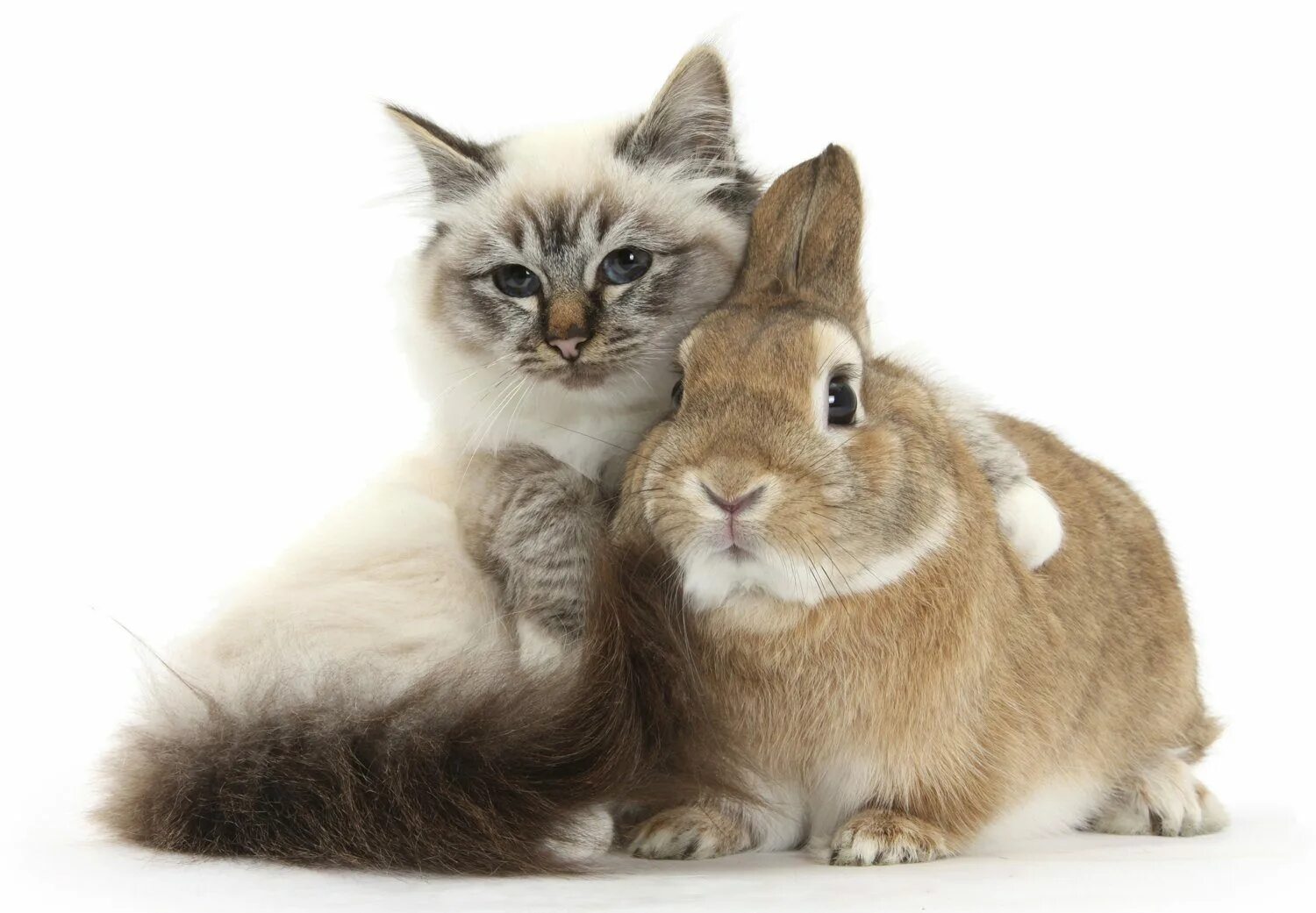 Обнинская с зайчиком. Кот и кролик. Зайчик и котик. Кролик и кошка. Котенок и Зайчонок.