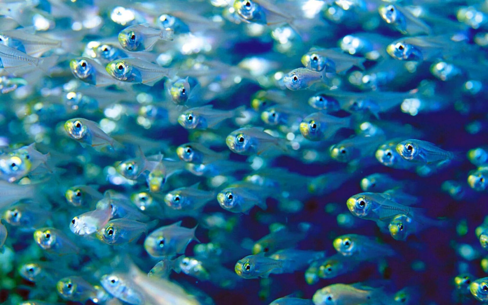 Видеть много рыб в прозрачной воде. Мелкая рыба. Мальки. Малек рыбка. Мелкие рыбки.