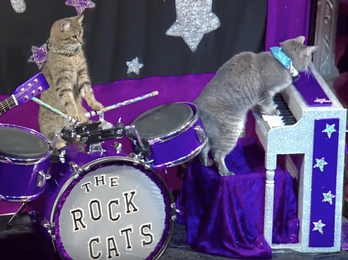 Котик музыкант. Кошачий рок. Кошачий концерт. Кот барабанщик. Песня кошки кошки на шкафах