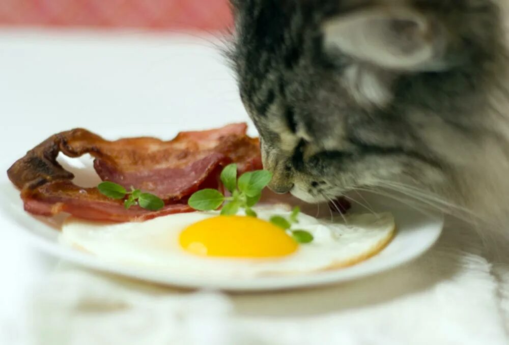 Кот ест яичницу. Яйца кота. Кот ест яйца вареные. Яичница кот.