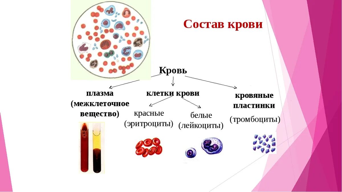 Схема строения состава крови. Кровь состоит из плазмы и клеток крови. Строение крови человека схема. Из чего состоит кровь схема.