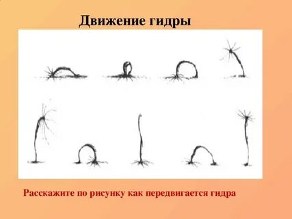 Движение гидры пресноводной