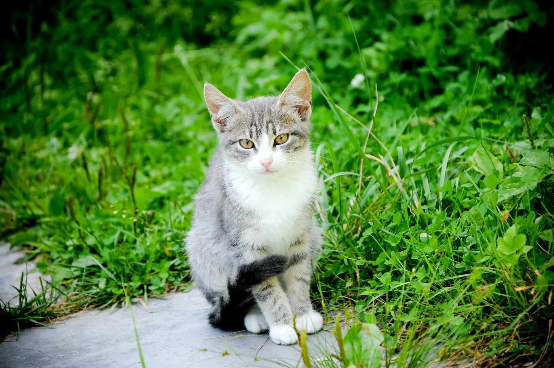 Кот вышел поляну и сладко. Кошка на природе. кот в траве. красивая кошка на природе. кошки на фоне природы.