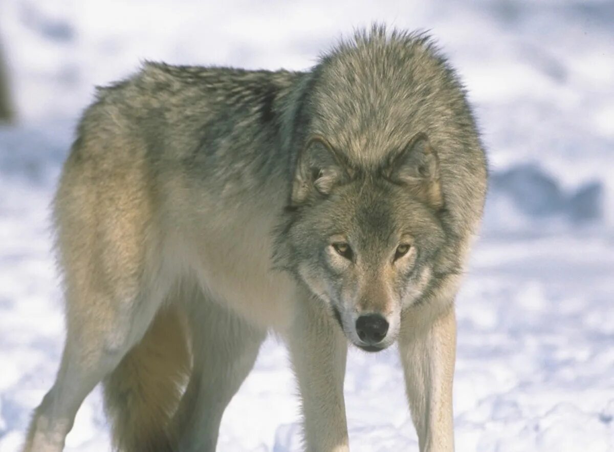 Дикие животные перечисли. Среднерусский Лесной волк. Волк серый. Изображение волка. Картинки Волков.