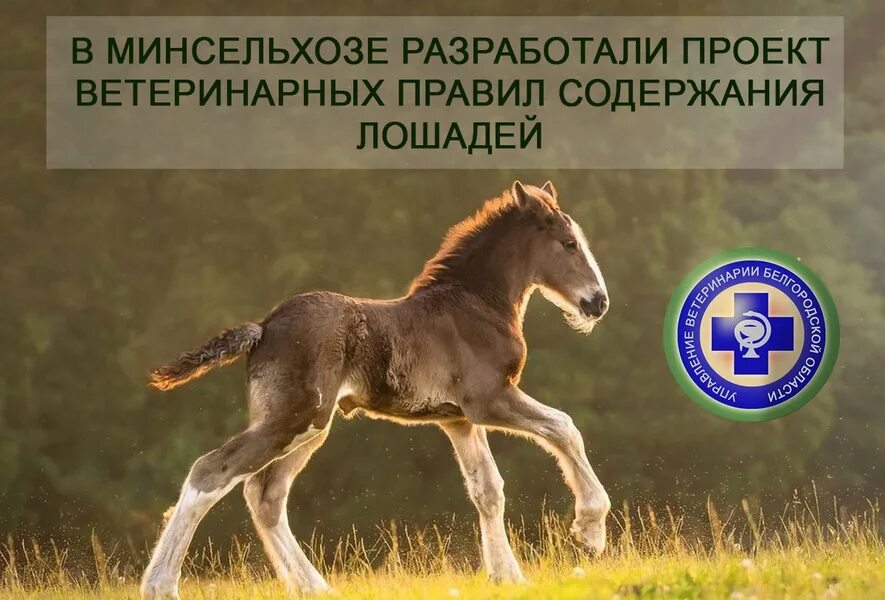 Проект ветеринарных правил. Лошадь породы Мустанг. Жеребенок "Хафлингер". Конь лошадь жеребенок. Абиссинская лошадь жеребенок.