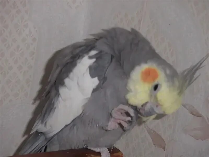 Средний попугай корелла. Арлекин попугай корелла. Попугай корелла дрожит. Попугай корелла дрожит. Попугай корелла дрожит.