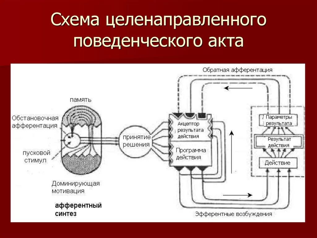 Сенсорная функциональная система. Общая схема индивидуального поведенческого акта. Стадии поведенческого акта по Анохину. Схема функциональной системы поведенческого акта. Схема Фус поведенческого акта по Анохину.