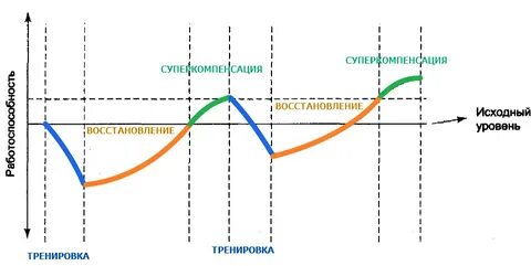 Физиологическая основа принципа суперкомпенсации