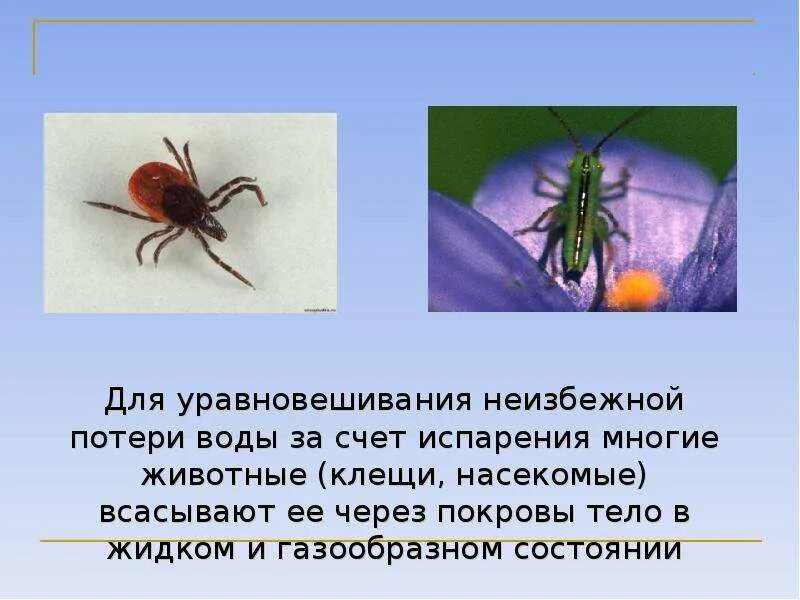 Жизнь животных имеет значение. Роль испарения в жизни животных. роль процесса испарения в жизни животных. роль испарения в жизни. роль испарения в жизни человека.