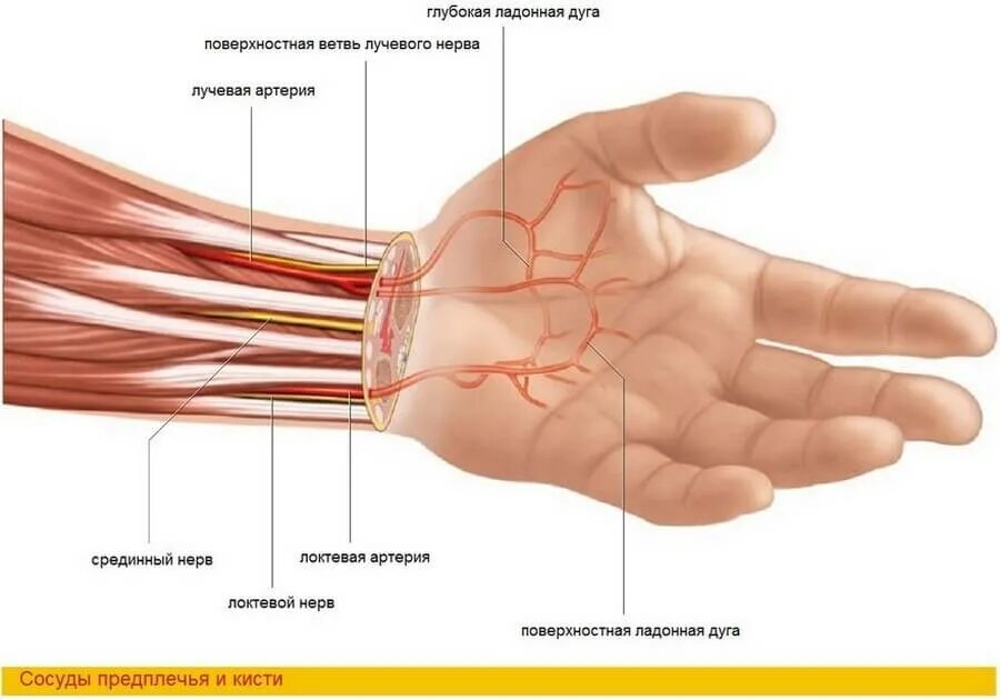 Ладонная запястная ветвь лучевой артерии. Локтевая и лучевая артерия и Вена. Анатомия лучезапястного сустава человека сосуды. Срединный нерв лучезапястного сустава. После операции запястного канала