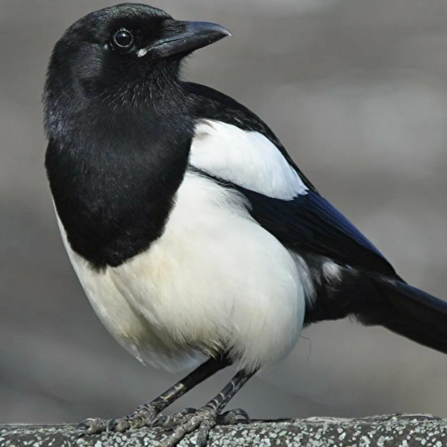 Бело серо черная птица. Птица черная с белым. Птица с черной грудкой. Птица с белой грудкой. Птичка белая с черным.