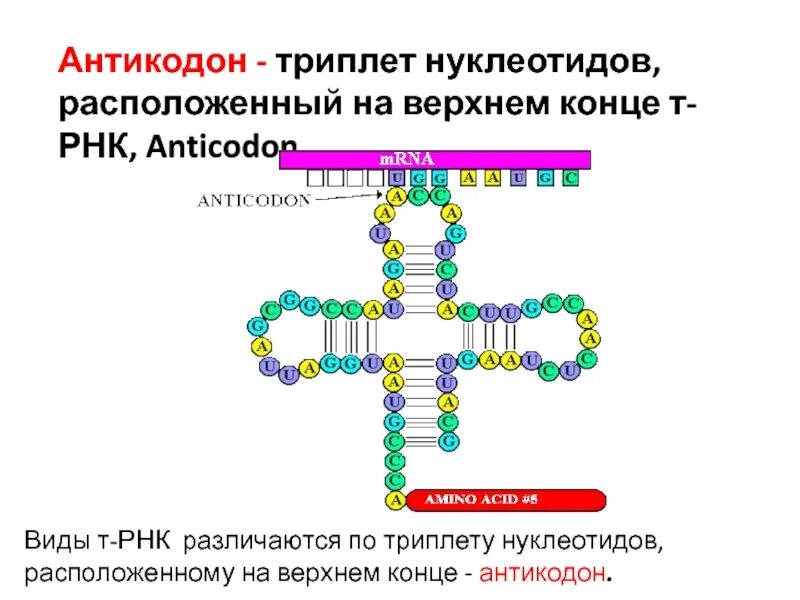 Т РНК строение антикодон. Антикодоны ТРНК. Триплет кодон антикодон. Типы транспортной РНК.