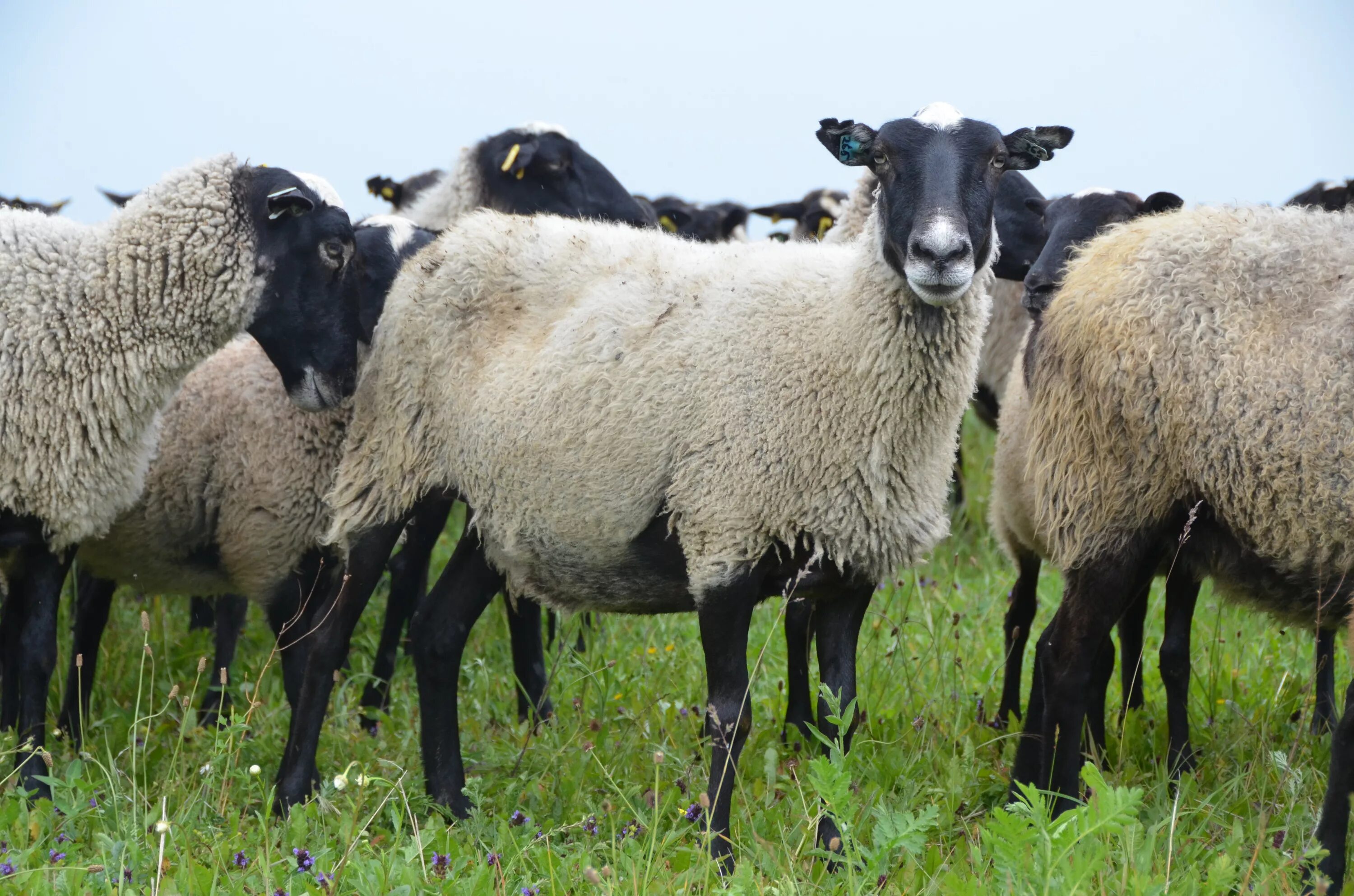 Грубошерстные породы овец Романовская. Романовская порода овец. Барашки Романовской породы. Романовская порода баранов