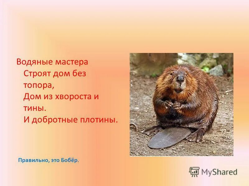 Водяные мастера строят дом без топора. Водяные мастера строят дом без топора. Загадка водяные мастера строят дом. Водяные неспеша строят дом без топора. Водяные мастера строят дом без топора.