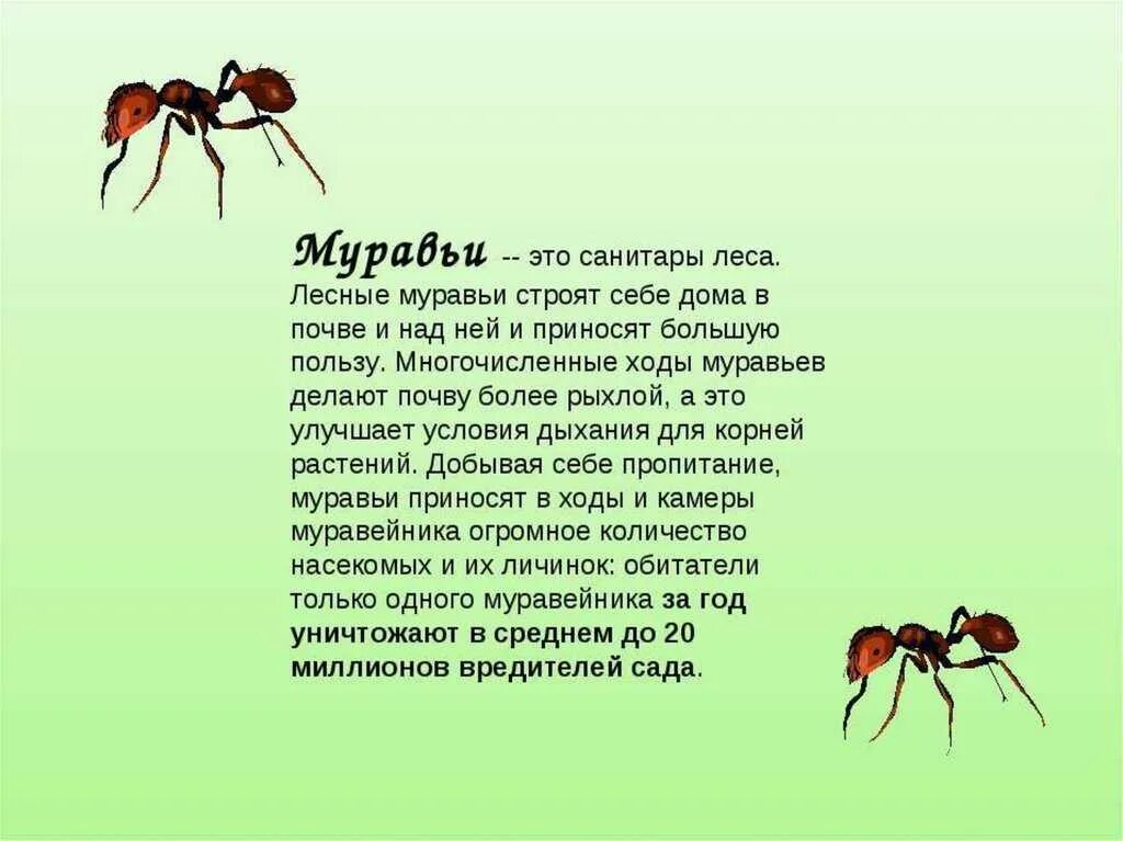 Рассказ про муравьёв для детей 1 класс. Сообщение о муравьях 3 класс. Рассказ про муравья 2 класс окружающий мир. Сообщение о насекомых. Текст про насекомых