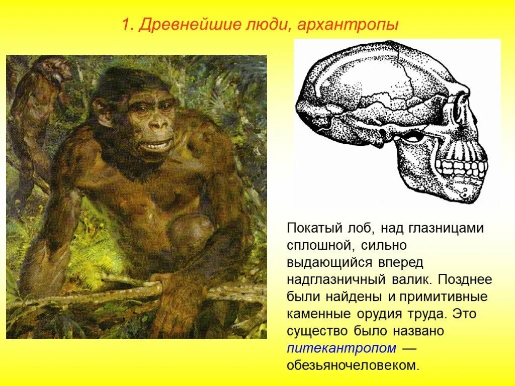 Представитель древнего рода. Древнейшие люди архантропы представители. Сплошной надглазничный валик. Древние представители архантропов. Первые представители рода хомо.