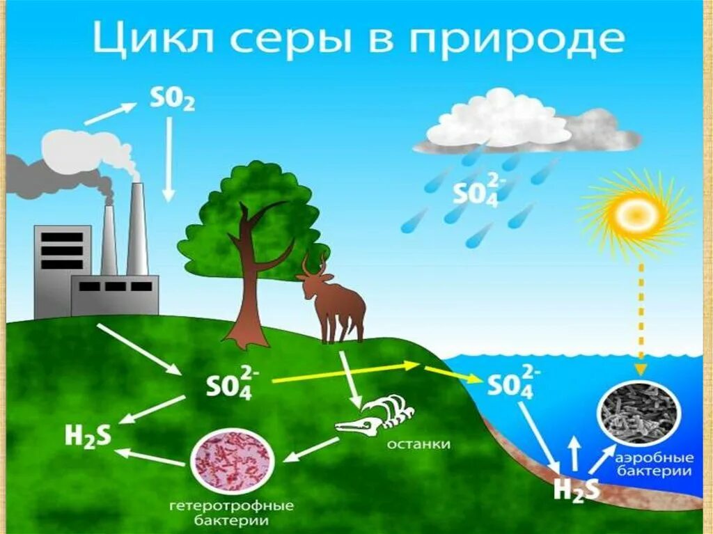 Круговороты химических веществ и элементов в природе. Круговорот серы в биосфере схема. круговорот веществ в биосфере сера. круговорот веществ серы в биосфере. круговорот серы в биосфере.