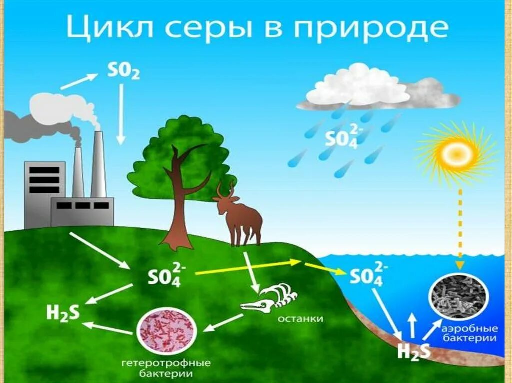 Круговорот серы в биосфере схема. Круговорот веществ в биосфере сера. Круговорот веществ серы в биосфере. Круговорот серы в биосфере.