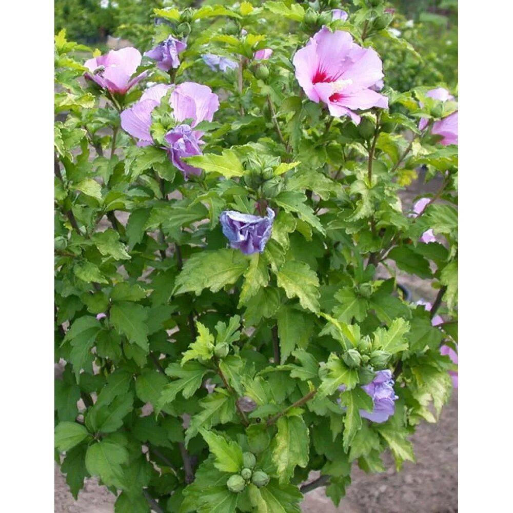 Hibiscus syriacus (Rose of Sharon) - World of Flowering Plants Arbustes plein so