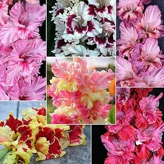 Гладиолус перпендикулярный мир