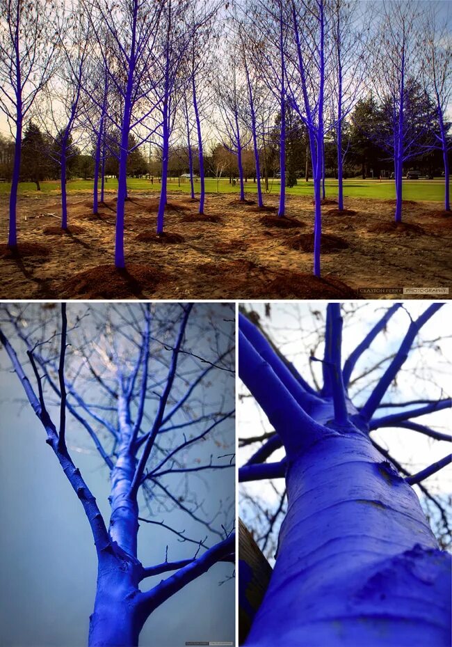 Можно ли красить деревья. Покрашенное дерево. Покрашенные стволы деревьев. Цветная побелка деревьев. Синее дерево.