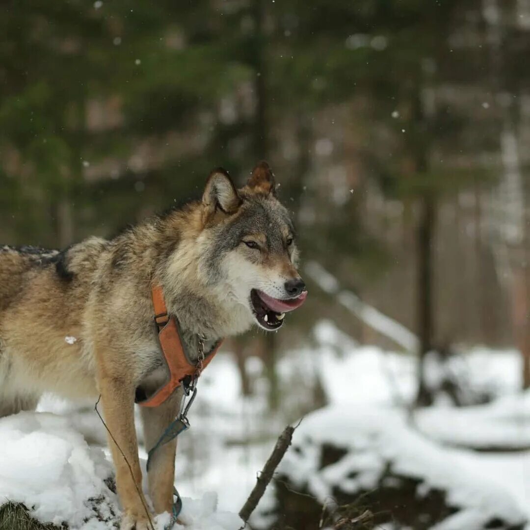 Волк в домашних условиях. Кавказский горный волк. Canis Lupus cubanensis. Домашний волк. Подвиды Волков.