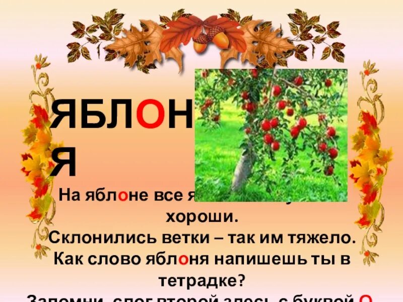 Яблонька текст. Яблоня словарное слово. Как пишется яблоня. Как написать слово яблоня. Текст Яблонька 2 класс.