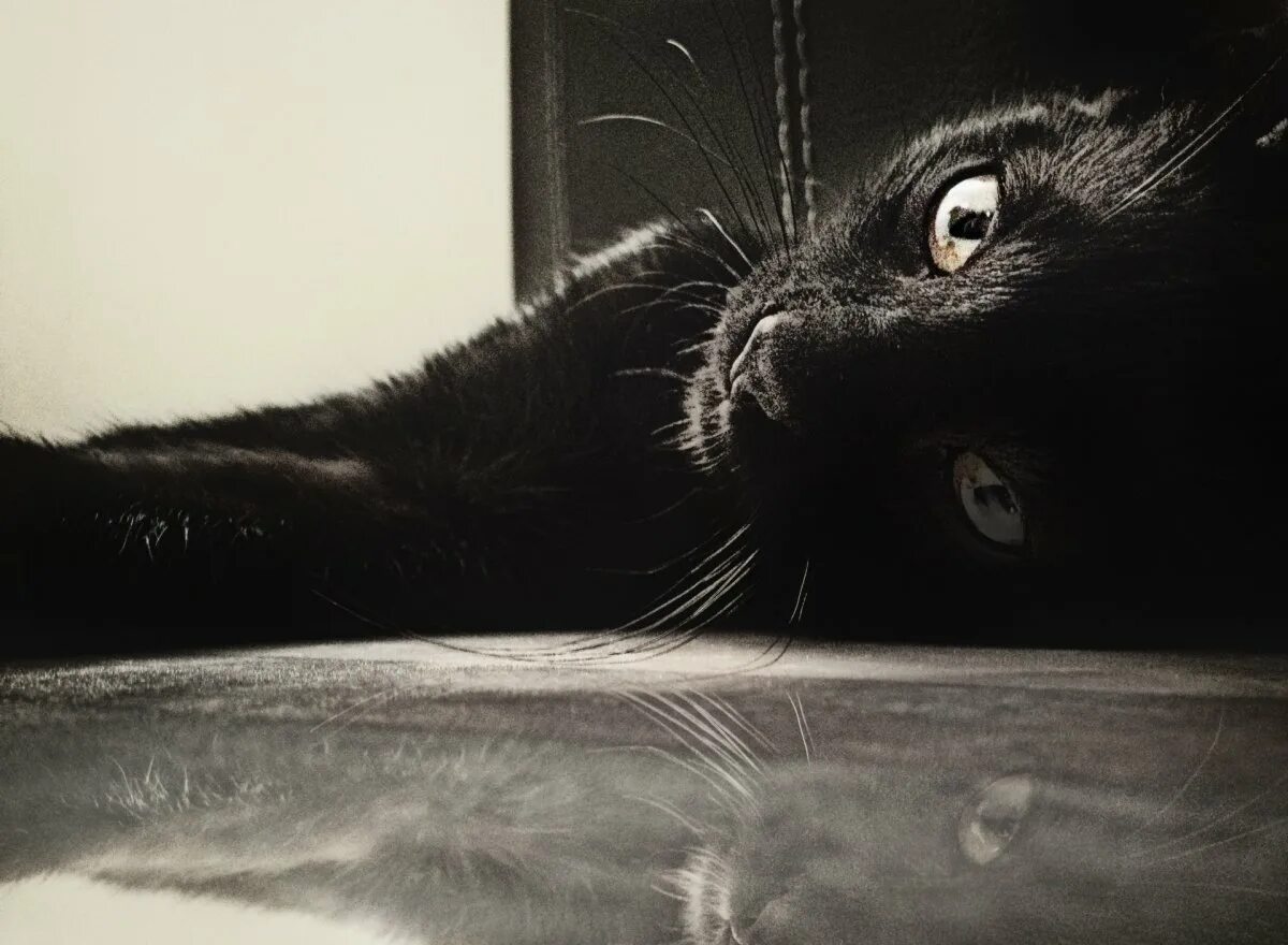 Черные коты. Черная кошка. Чёрный кот. Черные коты. Черный.