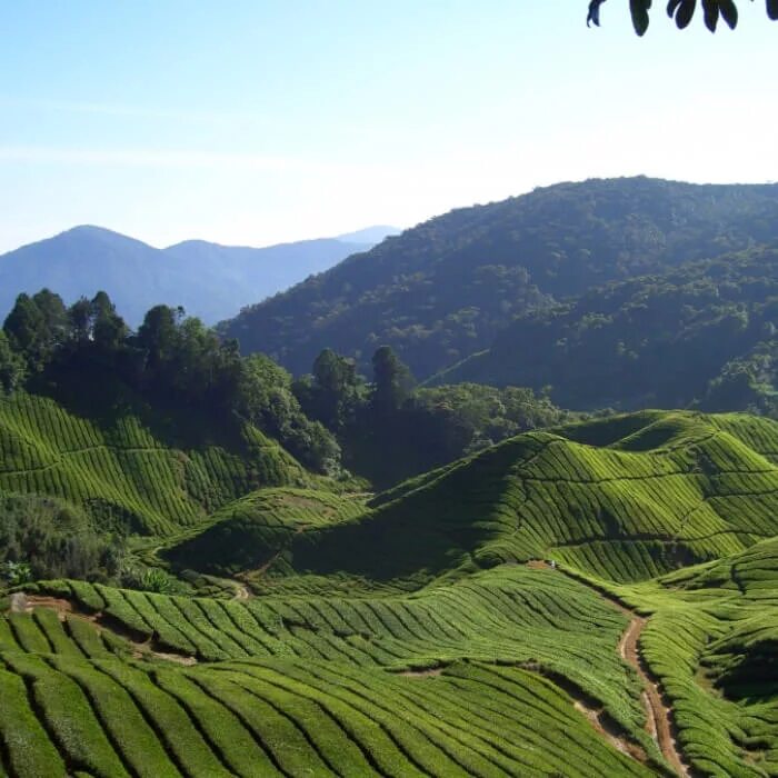 Чайные плантации в Китае. Тибет чайные плантации. Чайные плантации Бали. Вайанад Индия. Какие природные условия в древнем китае
