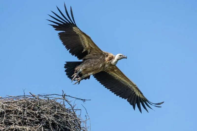 птица стервятник гриф. африканский белоголовый гриф. (снежный гриф, кумай, гималайский гриф). кавказский кавказ белоголовый сип. гималайские стервятники.