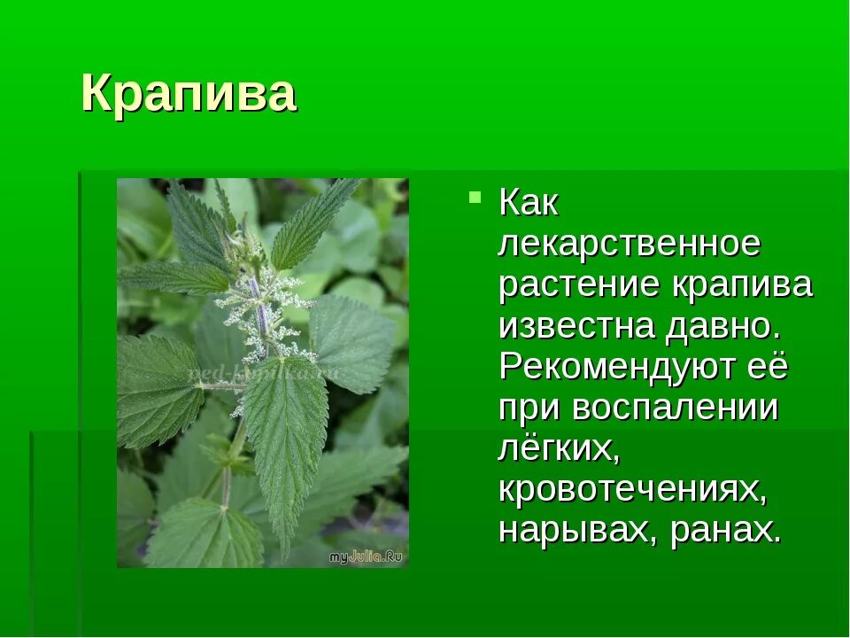 Окружающий мир 2 класс сообщение о растении. Крапива лекарственное растение. лечебное растение крап. сообщение о лекарственном растении. рассказать о крапиве.
