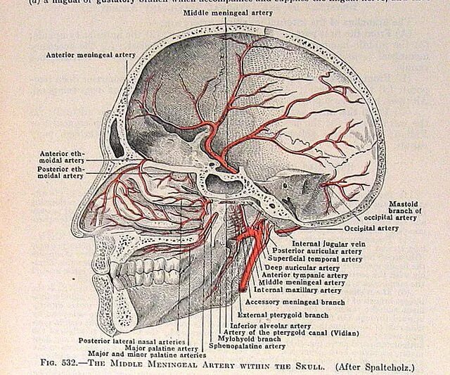 Задняя менингеальная артерия. Менингеальные артерии твердой мозговой оболочки. Средняя менингеальная артерия.