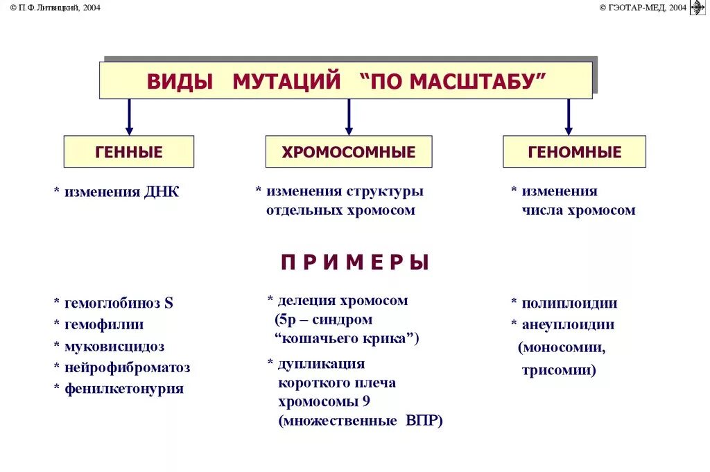 Геномные и хромосомные мутации таблица. Генные геномные хромосомные мутации таблица. Классификация хромосомных мутаций таблица. Виды мутаций хромосомные геномные мутации таблица. Изменение числа отдельных хромосом