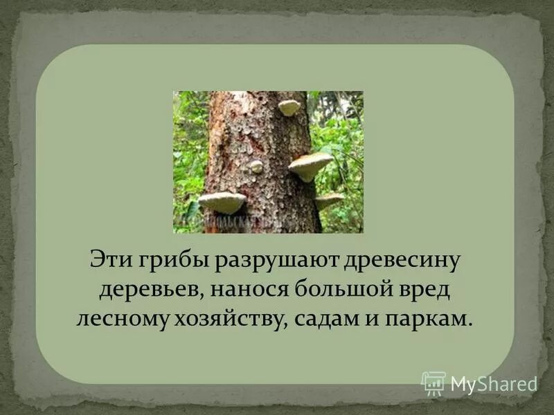Какой вред наносят грибы человеку. Какой вред наносят деревьям трутовики. Грибы разрушающие древесину. Эти грибы разрушают древесину. Трутовик разрушает древесину.