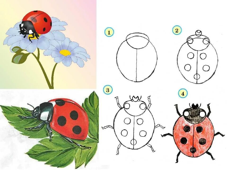 Рисование Божья коровка в средней. Рисование Божья коровка старшая группа. Нарисовать божюкоровку. Рисование Божья коровка средняя группа. Поэтапное рисование детском саду