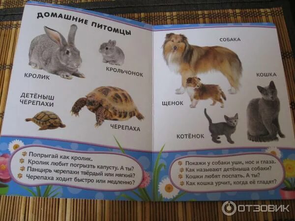 Как зовут детеныша кошки уровень