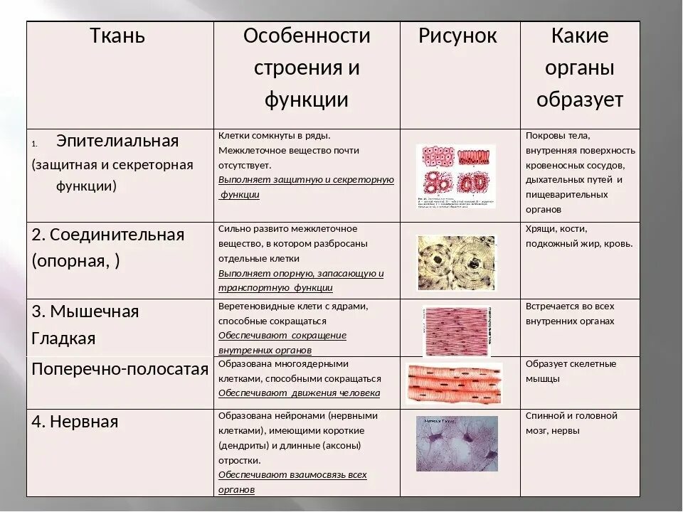 Эпителиальное строение функции. Строение эпителиальной ткани таблица. Ткани человека и их функции 8 класс биология. Название ткани строение функции таблица. Таблица по биологии название ткани особенности строения функции.